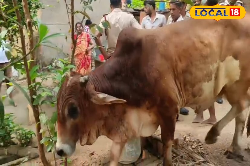 উদ্ধারের পর প্রথমে অনেকে আশঙ্কা করেছিলেন, দীর্ঘক্ষণ আটকে থাকার কারণে ষাঁড়টির প্রাণহানি ঘটেছে। কিন্তু আশ্চর্যজনকভাবে কিছুক্ষণ পর দেখা যায়, সে নিজেই পায়ে হেঁটে ধীরে ধীরে স্থান ত্যাগ করছে। গ্রামবাসী ও দমকল বাহিনীর সমন্বিত প্রচেষ্টায় বেঁচে যাওয়া এই অবলা প্রাণ যেন মানবিকতার এক উজ্জ্বল দৃষ্টান্ত স্থাপন করল। (ছবি ও তথ্যঃ সুদীপ্ত গড়াই)