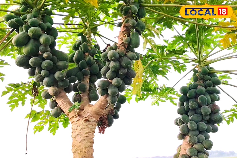 বিশেষজ্ঞদের মতে, বাণিজ্যিক ফল হিসেবে পেঁপে এখন অত্যন্ত জনপ্রিয়। কারণ, এটি একটি দ্রুত বর্ধনশীল গাছ এবং মাত্র নয় মাসের মধ্যেই ফলন দিতে শুরু করে। এক বিঘা জমিতে পেঁপে চাষ করলে বছরে লাখ লাখ টাকা পর্যন্ত আয় করা সম্ভব। পুষ্টিগুণে ভরপুর এই ফল শরীরের জন্যও খুব উপকারি। তাই বাজারে পেঁপের চাহিদা সারা বছরই স্থিতিশীল থাকে।