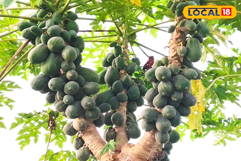 পশ্চিমবঙ্গ সরকারের কৃষক সম্মান প্রাপ্ত এগরার কৃষি বিশেষজ্ঞ মাদল পালের মতে, পটাশপুরের কৃষকদের মতো যে কেউ চাইলে পেঁপে চাষ করে লাভবান হতে পারেন। বর্তমানে জেলার বহু কৃষকই এই চাষে আগ্রহ দেখাচ্ছেন। তবে পেঁপে চাষের ক্ষেত্রে কিছু গুরুত্বপূর্ণ নিয়ম মানা জরুরি। সঠিক মাটি, সঠিক দূরত্বে চারা রোপণ এবং সঠিকভাবে সেচ দেওয়া—এই তিনটি দিক অত্যন্ত গুরুত্বপূর্ণ।