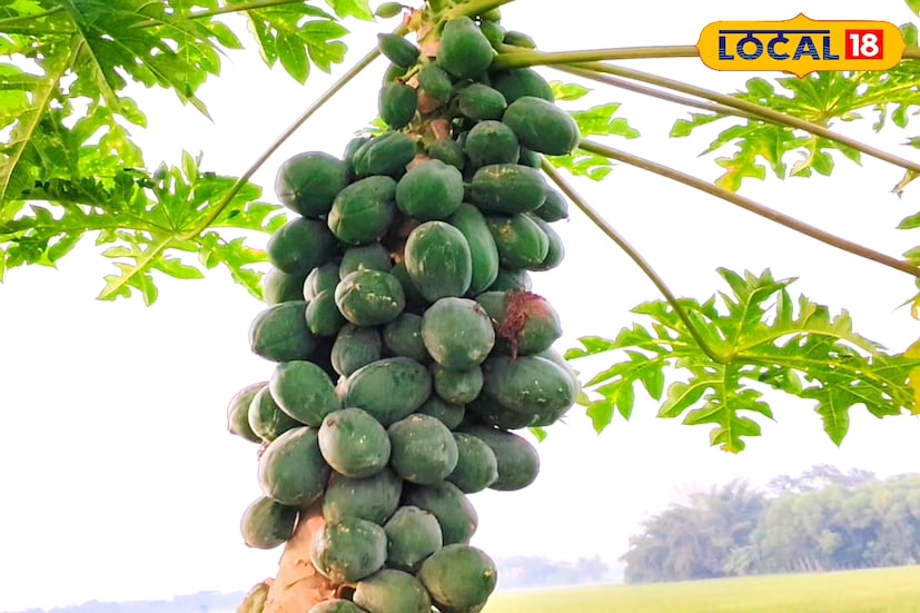 বিশেষজ্ঞদের মতে, পেঁপে চাষের জন্য মূলত দোঁয়াশ মাটি সবচেয়ে উপযুক্ত। তবে পটাশপুর ২ ব্লকের বেলে দোঁয়াশ মাটিতেও ভালো ফলন পাওয়া যাচ্ছে। জমিতে জল নিকাশের ব্যবস্থা ভাল রাখতে হবে, কারণ জমিতে জল জমলে গাছ নষ্ট হয়ে যেতে পারে। সাধারণত রেড লেডি প্রজাতির বীজ বাণিজ্যিক চাষের জন্য সবচেয়ে ভালো। চারা গাছ রোপনের দেড় মাস আগে থেকেই চারা প্রস্তুত করতে হয়।