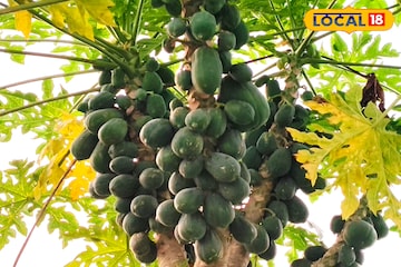 পেঁপে চাষে কোটিপতি হওয়ার হাতছানি! এক বিঘা জমিতে ৩ লাখ টাকা লাভ, জানুন চাষের খুঁটিনাটি কৌশ পেঁপে চাষে কোটিপতি হওয়ার হাতছানি! এক বিঘা জমিতে ৩ লাখ টাকা লাভ, জানুন চাষের খুঁটিনাটি কৌশ