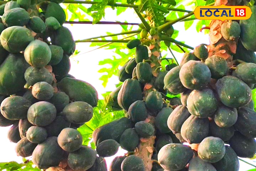 এক বিঘা জমিতে প্রায় সাত ফুট দূরত্বে প্রায় তিনশোটি চারা গাছ রোপণ করতে হয়। চারা লাগানোর সময় দুটি বাঁশের খুঁটি দিয়ে গাছকে হেলান দিয়ে বাঁধা উচিত, যাতে ঝড়-বৃষ্টিতে গাছ ভেঙে না যায়। বিশেষজ্ঞদের মতে, উপকূলীয় এলাকায় গাছগুলি উত্তরমুখীভাবে হেলানো অবস্থায় লাগানোই সবচেয়ে ভালো। শীতকালে ১০ থেকে ১৫ দিন অন্তর সেচ দিতে হয় এবং গ্রীষ্মকালে ৫ দিন অন্তর জল দেওয়া জরুরি।