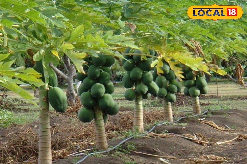 গাছ রোপণের ৯ মাস পর থেকেই ফলন শুরু হয় এবং একটি গাছ থেকে প্রায় দু’বছর পর্যন্ত ফল পাওয়া যায়। এক একটি গাছ থেকে দু বছরে দেড় কুইন্টাল পর্যন্ত ফলন সম্ভব। বর্তমান বাজারে পেঁপের দাম কেজিপ্রতি ৩০ টাকা। ফলে এক বিঘা জমি থেকে তিন লাখ টাকা পর্যন্ত লাভ হতে পারে। পেঁপে চাষে জৈব সার ব্যবহার, সাদা মাছি ও লাল মাকড় দমন এবং নিয়মিত ছত্রাকনাশক প্রয়োগ অত্যন্ত প্রয়োজনীয়।