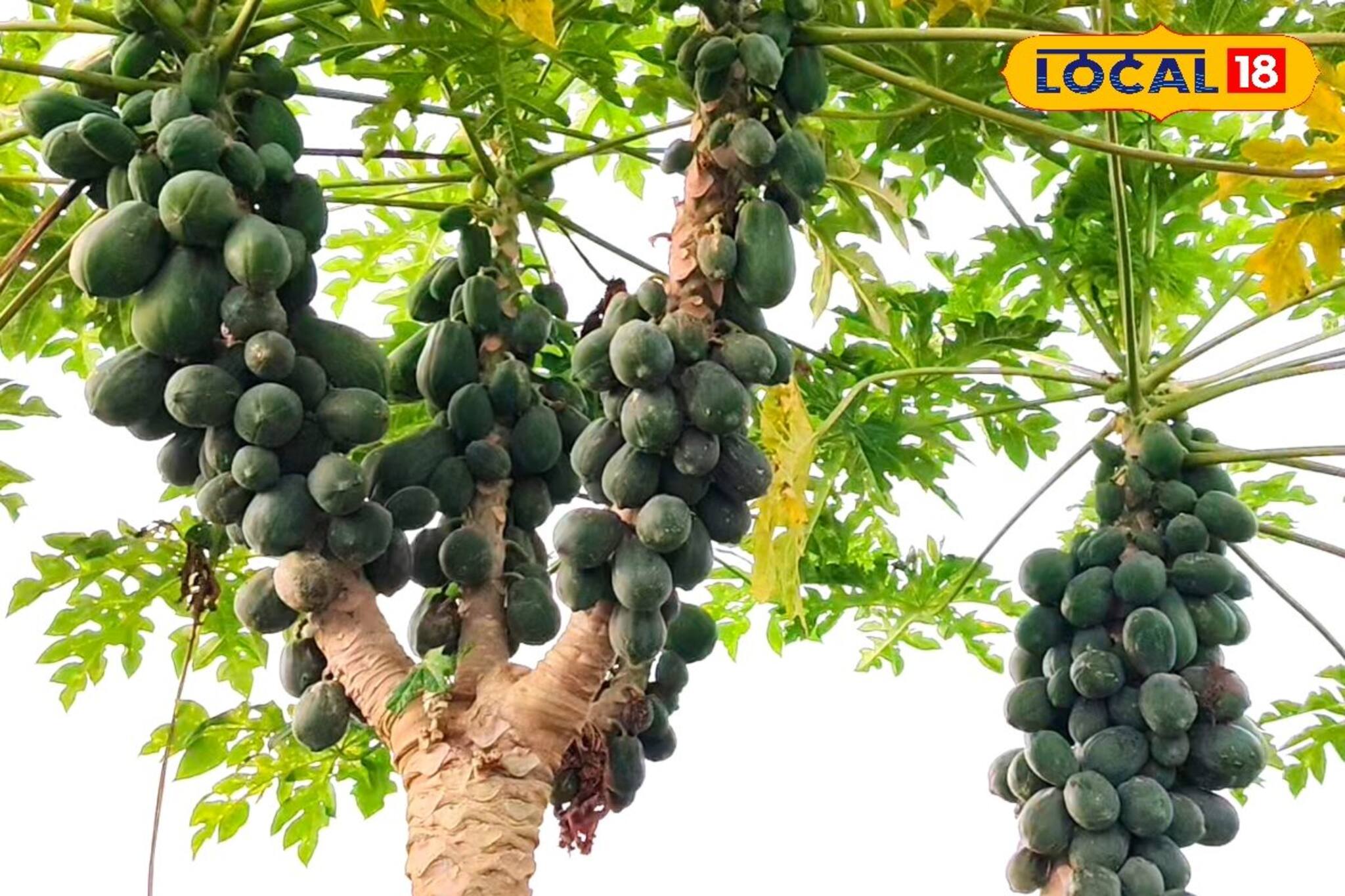 Business Ideas: পেঁপে চাষে কোটিপতি হওয়ার হাতছানি! এক বিঘা জমিতে ৩ লাখ টাকা লাভ, জানুন চাষের খুঁটিনাটি কৌশল