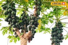 Business Ideas: পেঁপে চাষে কোটিপতি হওয়ার হাতছানি! এক বিঘা জমিতে ৩ লাখ টাকা লাভ, জানুন চাষের খুঁটিনাটি কৌশল