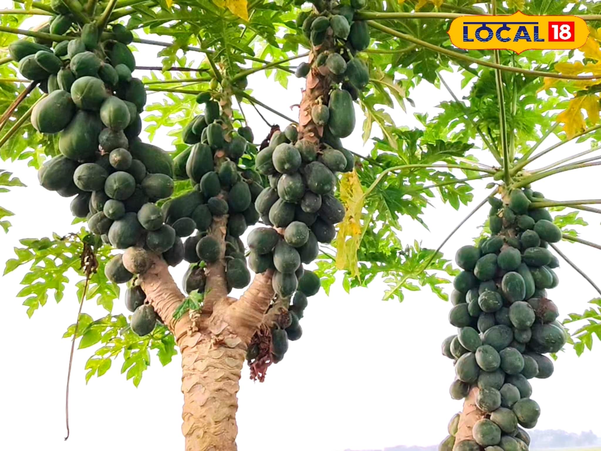 Business Ideas: পেঁপে চাষে কোটিপতি হওয়ার হাতছানি! এক বিঘা জমিতে ৩ লাখ টাকা লাভ, জানুন চাষের খুঁটিনাটি কৌশল