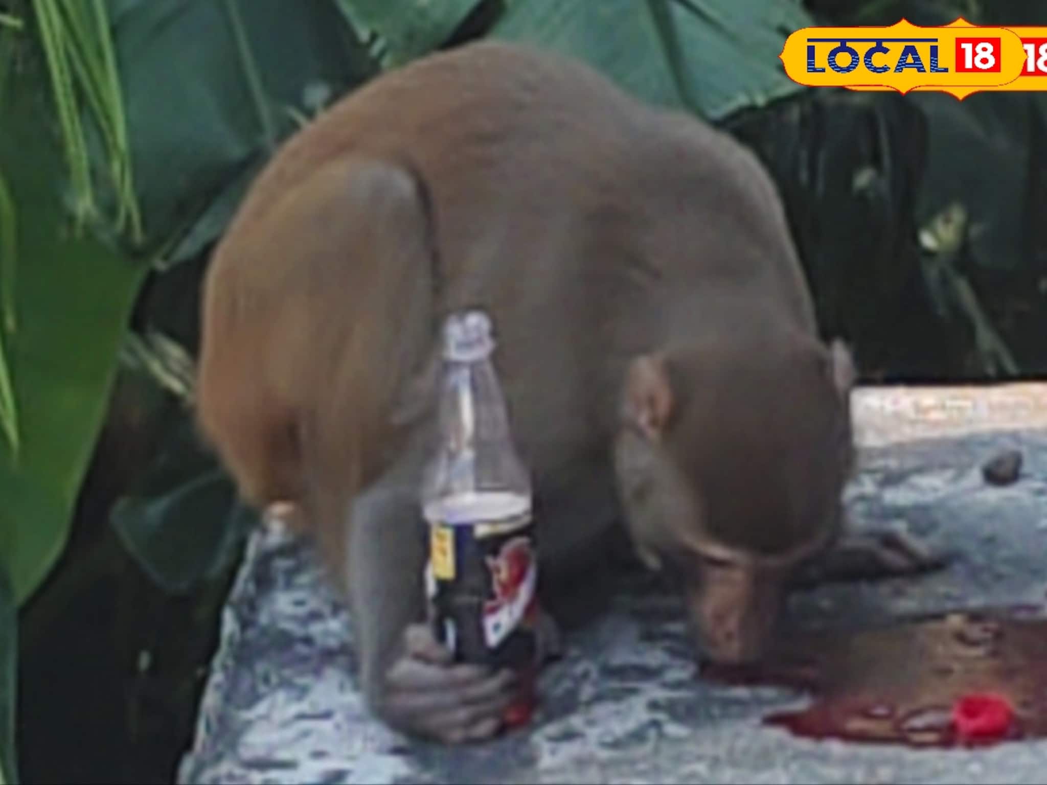 এনার্জি বাড়াতে হবে তো নাকি! কাজের আগে মন দিয়ে হেলথ ড্রিঙ্ক খাচ্ছে বাঁদর... এ কী ছবি?