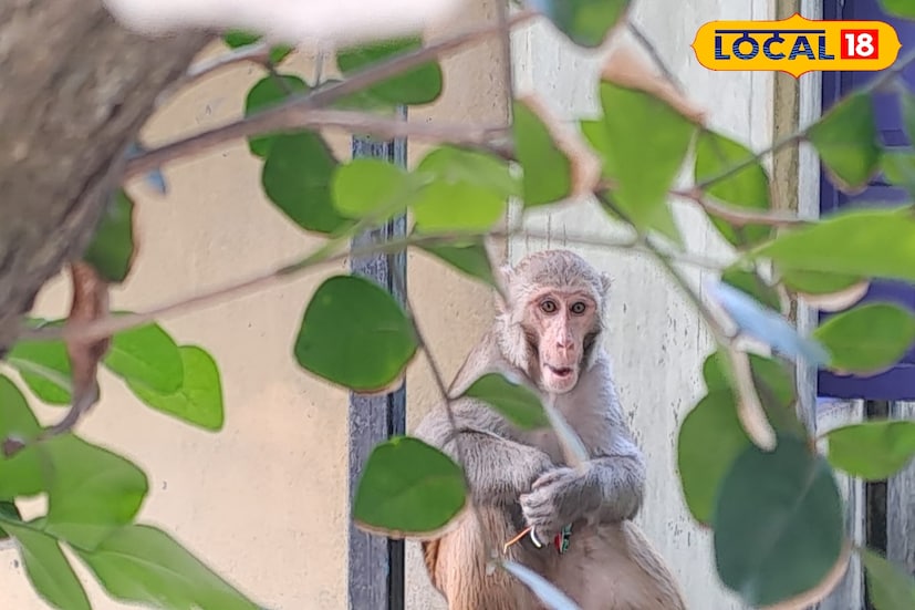 গোটা এলাকা দাপিয়ে বেড়াচ্ছে বাঁদরের দল। ঘুম উড়েছে গোটা এলাকার। সূর্য ওঠার পর থেকেই এদের তাণ্ডব চলে গোটা এলাকায়। কখনও এই গ্রাম, কখনও ওই গ্রাম।