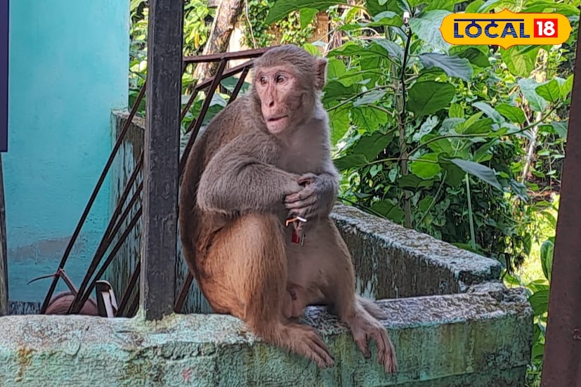 জলপাইগুড়ি পাতকাটা কলোনিতে এক দোকান থেকে এনার্জি ড্রিংস চুরি করে নেয় বাঁদরটি। ছাদের মধ্যে বসে দিব্যি বোতল মুখ খুলে চুমুক চুমুক দিচ্ছে সে, এহেন দৃশ্য দেখে সবাই হতবাক।