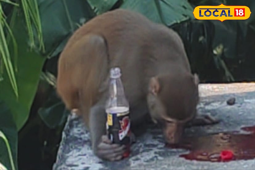 এনার্জি বাড়াতে হবে তো নাকি! তাই সকাল থেকে এনার্জি ড্রিঙ্কের ভরসা নিয়েছে একটি বাঁদর।