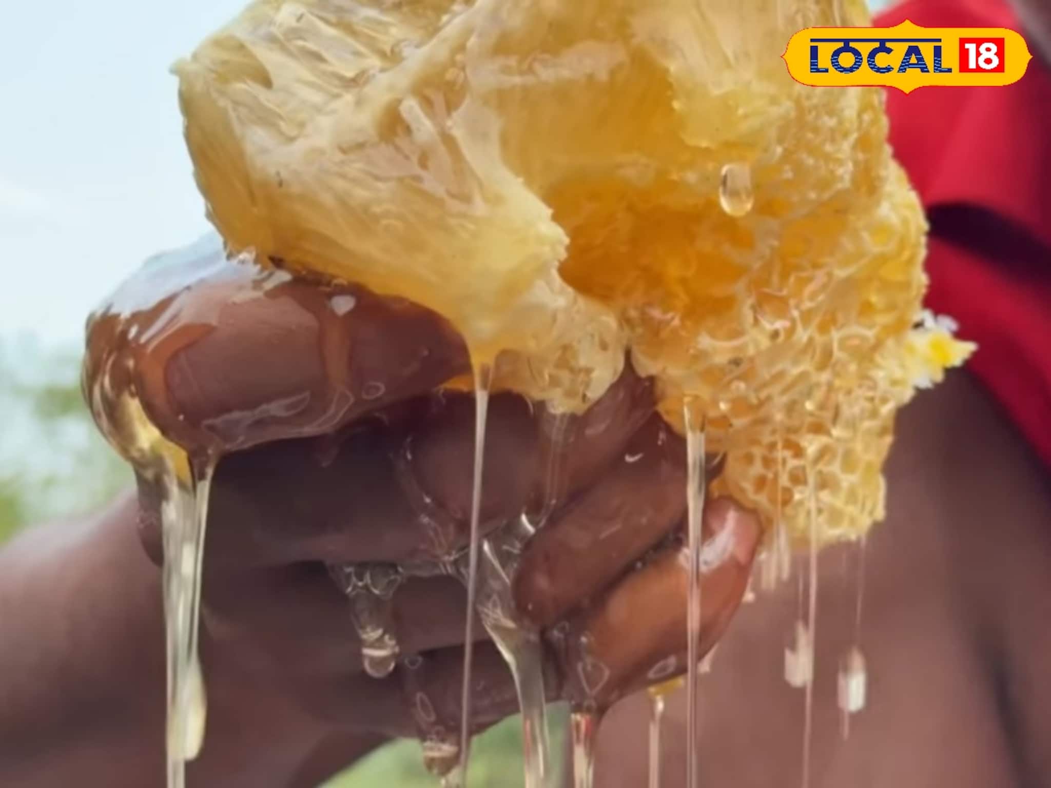 Identify Real Honey vs Fake: সুন্দরবনের মধু বলে দিয়েছে ঠকিয়ে, দাম দিয়ে কেনা মধু খাঁটি কি না তা বুঝবেন কী করে? জেনে নিন