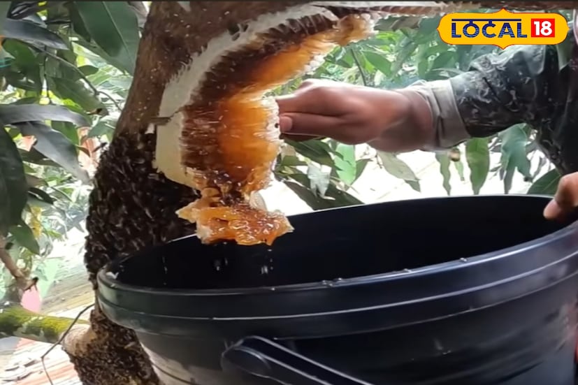 এর আরেক বৈশিষ্ট্য ‘গাদ’ — যা মধুর উপরে জমে থাকা সূক্ষ্ম প্রোটিনসমৃদ্ধ স্তর। এই স্তরই প্রমাণ করে মধুর খাঁটিত্ব ও প্রাকৃতিক মান। গাদযুক্ত মধু মানেই এটি অপরিশোধিত, প্রকৃতির মূল উপহার।