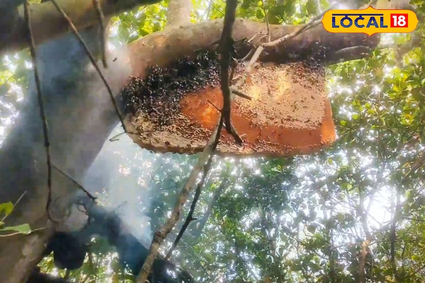 চাক থেকে সরাসরি সংগৃহীত এই মধুর স্বাদ নির্ভর করে কোন ফুলের নির্যাস বেশি আছে তার উপর। কোথাও কেওড়ার টক-টক ভাব, কোথাও বাইনের হালকা ঝাঁঝ, আবার কোথাও খলিশার গভীর মিষ্টতা — প্রতিটি অঞ্চলের মধু তাই আলাদা চরিত্র পায়।