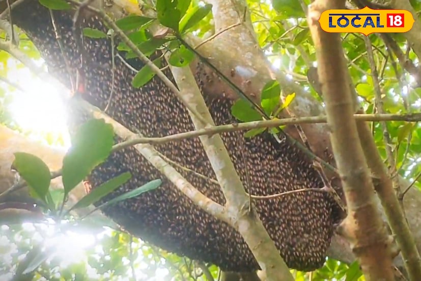 সুন্দরবনের মধুর রঙ সাধারণত হালকা সোনালি ও স্বচ্ছ, কারণ এখানকার আর্দ্র পরিবেশে মধু হয় তুলনামূলক পাতলা। কিন্তু এই পাতলাতাই তার বিশেষত্ব, যা স্বাদে আনে ভারসাম্য। কেওড়া ফুলের হালকা টক ভাব মিশে এতে তৈরি করে এক রোমাঞ্চকর মিষ্টি-টক সুরভি — একেবারে প্রাকৃতিক ও প্রাণবন্ত।