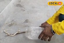 শরীরে ক্রসব্যান্ড! ফণার নীচে যেটা থাকে দেখলেই চিনবেন... সেই ছক বদলে দিল 'সাদা' কেউটে!