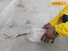 শরীরে ক্রসব্যান্ড! ফণার নীচে যেটা থাকে দেখলেই চিনবেন... সেই ছক বদলে দিল 'সাদা' কেউটে!