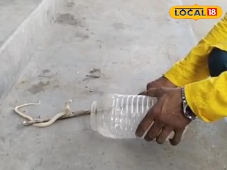 শরীরে ক্রসব্যান্ড! ফণার নীচে যেটা থাকে দেখলেই চিনবেন... সেই ছক বদলে দিল 'সাদা' কেউটে!