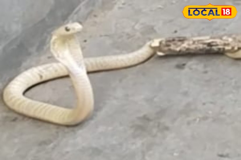 এই সাদা রংয়ের বিরল কেউটে সাপটি উদ্ধার করেন জেলার স্নেক ম্যান হিসেবে পরিচিতি লাভ করা নকূলচন্দ্র ঘাঁটি। হলদিয়া পৌরসভার পীতাম্বর চক গ্রাম থেকে সাপটি উদ্ধার হয়। সাপটি পূর্ণবয়স্ক নয় ছোট। লোকালয় থেকে সাপটি উদ্ধারের পর, পরিবেশেই ছেড়ে দেওয়া হয়েছে। (ছবি ও তথ্য: সৈকত শী)