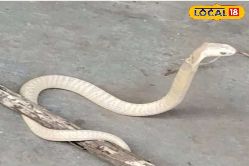 প্রসঙ্গত, আগস্ট মাসের শেষ দিকে হলদিয়া রেঞ্জ এলাকা থেকেই একটি সাদা রঙের চন্দ্রবোড়া সাপ উদ্ধার হয়েছিল। এবার হলদিয়া রেঞ্জের হলদিয়া পৌরসভা এলাকা থেকে এই সাদা রঙের কেউটে সাপ উদ্ধার। ফলে বন দফতরকে এই এলাকায় সাপের জিন গত ত্রুটি রয়েছে কিনা খতিয়ে দেখার চিন্তাভাবনা শুরু করেছে। 
