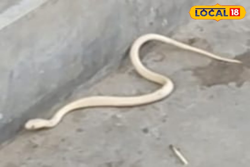 হলদিয়ার ফরেস্ট রেঞ্জ অফিসার অতুলপ্রসাদ দে জানিয়েছেন, 