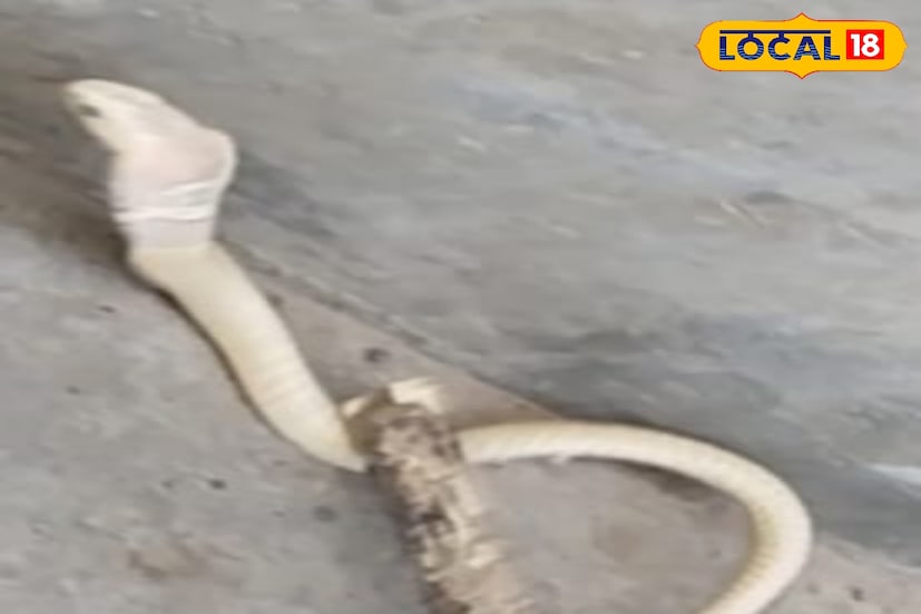 জেলা বন বিভাগ সূত্রে জানা যায়, বেশিরভাগ ক্ষেত্রে এই সাদা রঙের সাপদের বেশীদিন বেঁচে থাকা সম্ভব না। কারণ ত্বকের স্বাভাবিক রং না থাকলে পরিবেশের সঙ্গে খাপ খাইয়ে উঠতে পারে না। এই এলাকায় এধরনের আরও সাপ রয়েছে কিনা তার খোঁজখবর শুরু করা হবে। (ছবি ও তথ্য: সৈকত শী) 