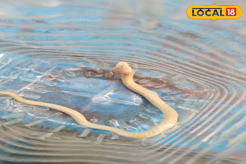 সাধারণত পূর্ব মেদিনীপুর জেলা জুড়ে কালচে রঙের কেউটে সাপ দেখতে পাওয়া যায়। এই প্রথম সাদা রঙের কেউটে সাপ উদ্ধার হল। (ছবি ও তথ্য: সৈকত শী) 