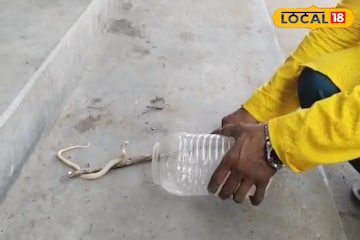 শরীরে ক্রসব্যান্ড! ফণার নীচে যেটা থাকে দেখলেই চিনবেন... সেই ছক বদলে দিল 'সাদা' কেউটে! শরীরে ক্রসব্যান্ড! ফণার নীচে যেটা থাকে দেখলেই চিনবেন... সেই ছক বদলে দিল 'সাদা' কেউটে!