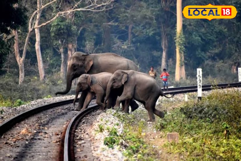 দুই চালকের এই মানবিক সিদ্ধান্তে রক্ষা পায় বহু প্রাণ, এড়ানো যায় সম্ভাব্য বড় দুর্ঘটনা। ঘটনার পর থেকেই প্রশংসার ঝড় উঠেছে রেল ও পরিবেশপ্রেমী মহলে।পরিবেশকর্মীদের একাংশের মত, জঙ্গলের ভেতর দিয়ে চলা ট্রেনগুলির গতি কিছুটা কম রাখলে এবং দূর থেকে সতর্ক দৃষ্টি রাখলে এ ধরনের দুর্ঘটনা অনেকটাই রোধ করা সম্ভব।