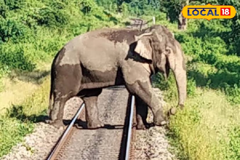 উত্তরবঙ্গের এই বনাঞ্চল বরাবরই হাতিদের গুরুত্বপূর্ণ চলাচলের পথ বা হাতি করিডোর হিসেবে পরিচিত। সেই করিডোরেই এই দুই রেলকর্মীর সচেতনতা নতুন দৃষ্টান্ত তৈরি করল । সামান্য সচেতনতাই বাঁচাতে পারে বহু জীবনের মূল্যবান প্রাণ।