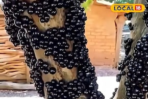 ব্রাজিলের বিরল ও সুস্বাদু ফল এখন বাংলার মাটিতে!  আজব এই ফল চাষ করে মাসে লাখ লাখ টাকা আয়