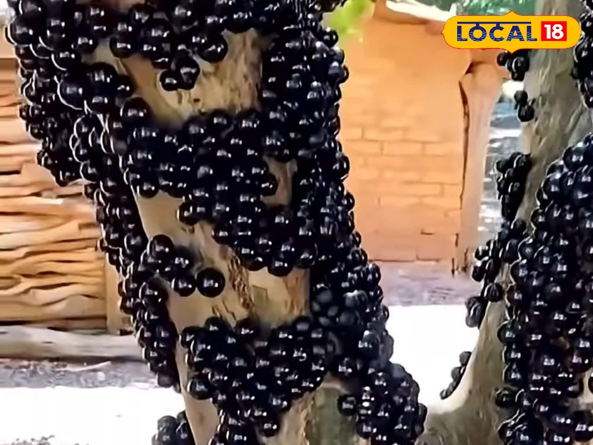 ব্রাজিলের বিরল ও সুস্বাদু ফল এখন বাংলার মাটিতে!  আজব এই ফল চাষ করে মাসে লাখ লাখ টাকা আয়