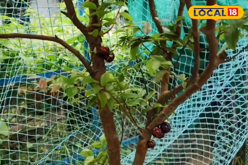 এই বিদেশি ফলের গাছ দেখা মিলছে বসিরহাটের সাহানুর, প্রভাতি নার্সারি সহ বেশ কিছু গাছ প্রেমী মানুষের বাগানে। ওষুধি গুণে ভরপুর জাবুটিকাবা ফল গাছের গোড়া থেকে আগা পর্যন্ত ঘনভাবে ধরে, যা দেখতে অত্যন্ত আকর্ষণীয়। অপরিপক্ক অবস্থায় ফলের রং সবুজ থাকে, পরে ধীরে ধীরে গাঢ় কালো রঙে পরিণত হয়। ফলটি খাওয়ার উপযোগী হতে সাধারণত এক থেকে দেড় মাস সময় লাগে। গাছটি ধীরে বাড়ে বলে এর থেকে বনসাই তৈরি করাও সম্ভব, যা শহুরে ছাদবাগানের জন্য দারুণ উপযোগী।