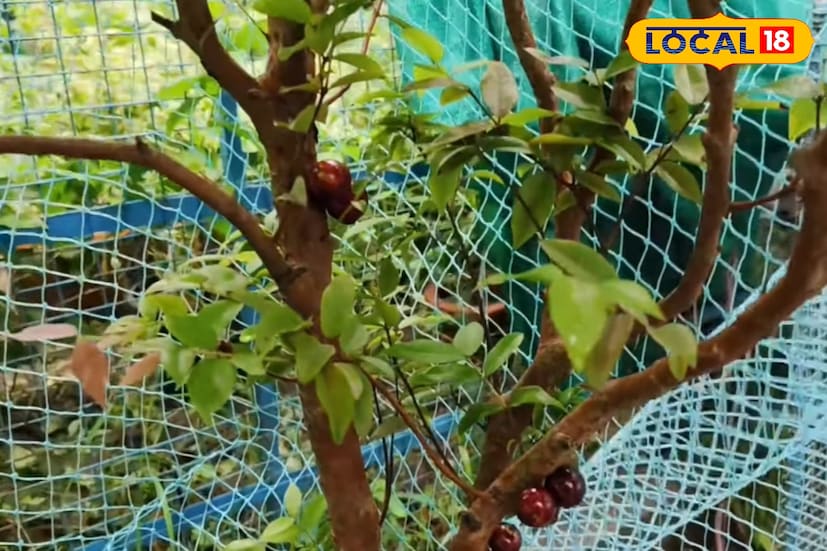 এই গাছ রোপন করে অনেকেই বলছেন, যদি সঠিকভাবে এ ফলের চাষ ছড়িয়ে দেওয়া যায়, তবে ভবিষ্যতে এটি রাজ্যের কৃষি অর্থনীতিতে নতুন সম্ভাবনা এনে দিতে পারে। কম পরিশ্রমে ও অল্প জায়গায় টবে বা ছাদবাগানেও এর চাষ সম্ভব বলে অনেকে আগ্রহ দেখাচ্ছেন। পাশাপাশি, এই গাছের নান্দনিক সৌন্দর্য একে করে তুলেছে জনপ্রিয় শোভাগাছও।