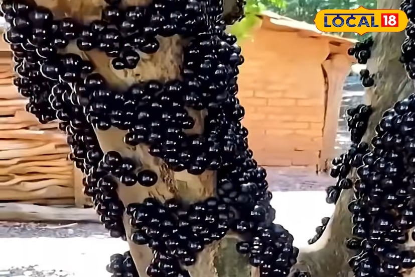 গাছের ফুল সাদা ও তুলার মতো কোমল, যা কয়েক দিনের মধ্যেই সবুজ ফলের জন্ম দেয়। ক্রমে ফলগুলো কালো আঙুরের মতো ঝুলে পড়ে গোটা গাছে, সৃষ্টি করে এক অপূর্ব দৃশ্য। পরিপক্ক ফলের ভেতরে থাকে চারটি বীজ, যদিও প্রজাতিভেদে ফলের আকার ও বীজের সংখ্যা কিছুটা আলাদা হয়। এই ফলের বিশেষত্ব হলো—গাছের কাণ্ড ও ডালেও ফল ধরে, যা সাধারণ ফলগাছের ক্ষেত্রে বিরল বৈশিষ্ট্য।