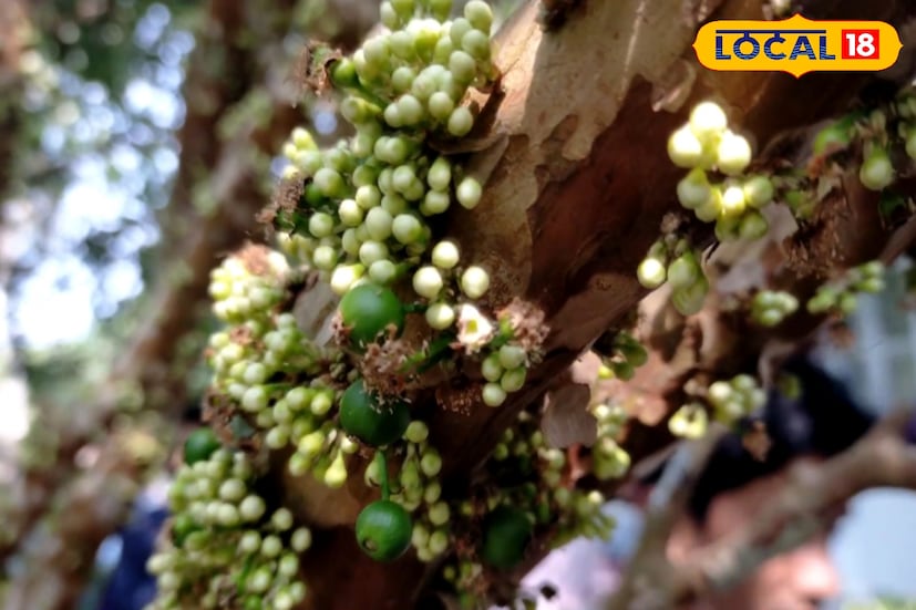 সব মিলিয়ে, ব্রাজিলের এই বিদেশি ফল এখন বসিরহাটে কৃষকদের নতুন আশার আলো হয়ে উঠছে। এভাবে সফল পরীক্ষামূলক চাষ প্রমাণ করছে—যদি যত্ন নেওয়া যায়, তবে জাবুটিকাবা আগামী দিনে রাজ্যে ফল চাষের মানচিত্রে অনন্য সংযোজন হতে পারে।