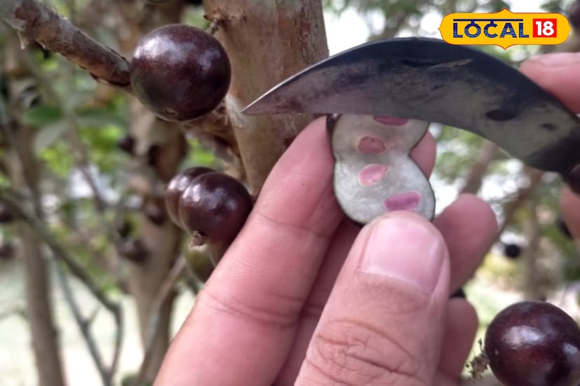 স্বাদে এই ফলটি সুমিষ্ট এবং পুষ্টিগুণে ভরপুর। দক্ষিণ আমেরিকার বিভিন্ন দেশে জাবুটিকাবা ব্যবহার করা হয় জুস, জ্যাম এবং ওয়াইন তৈরিতে। ফলটির রস অ্যান্টিঅক্সিডেন্টে সমৃদ্ধ, যা ত্বকের উজ্জ্বলতা বাড়াতে ও শরীরের রোগ প্রতিরোধ ক্ষমতা বৃদ্ধি করতে সাহায্য করে। এই গুণেই এটি “ব্রাজিলিয়ান সুপারফ্রুট” নামে পরিচিত।