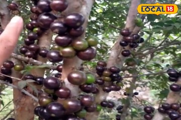 ব্রাজিলের বিরল ও সুস্বাদু ফল এখন বাংলার মাটিতে!  আজব এই ফল চাষ করে মাসে লাখ লাখ টাকা আয়