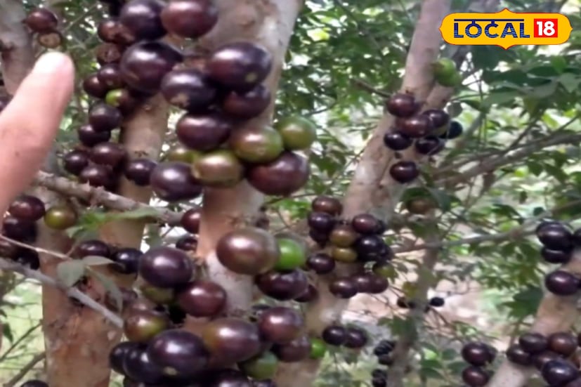 বসিরহাটের কৃষিক্ষেত্রে যুক্ত হল এক নতুন নাম — জাবুটিকাবা। ব্রাজিলের এই বিরল ও সুস্বাদু ফল এখন চাষ হচ্ছে বসিরহাটের মাটিতে। দক্ষিণ আমেরিকার এই ফল দেখতে অনেকটা কালো আঙুরের মতো, ফলে অনেকেই প্রথম দেখায় একে জাম বলে ভুল করেন। অথচ এটি একেবারেই আলাদা জাতের ফল, যার পরিচিতি এখন ধীরে ধীরে ছড়িয়ে পড়ছে উত্তর ২৪ পরগনার গ্রামীণ এলাকায়ও।