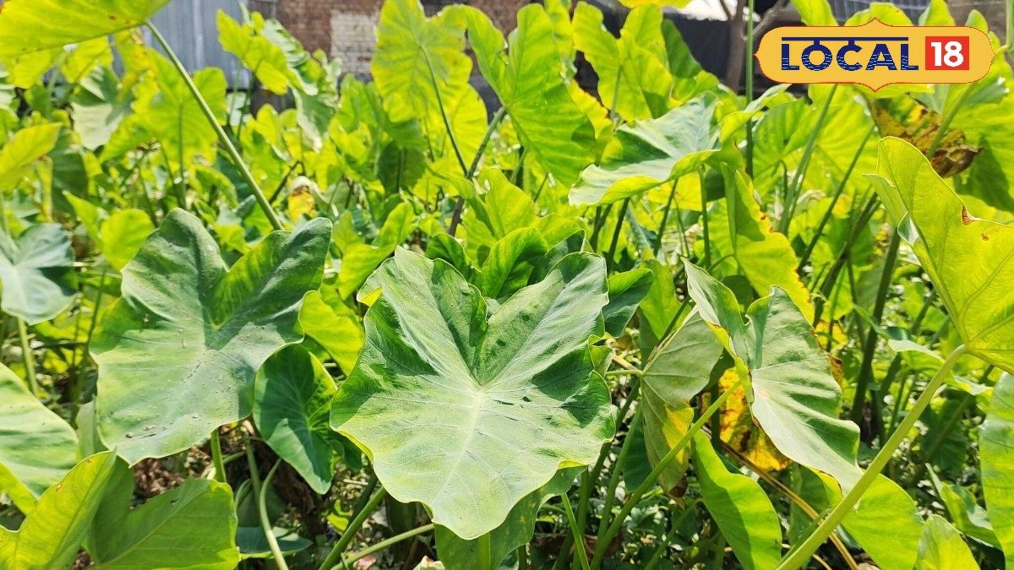 গতানুগতিক সবজি ছেড়ে 'এই' চাষ করে দ্বিগুন লাভ! আচমকাই বেড়েছে বাজারদর, চাষের পদ্ধতি জানুন