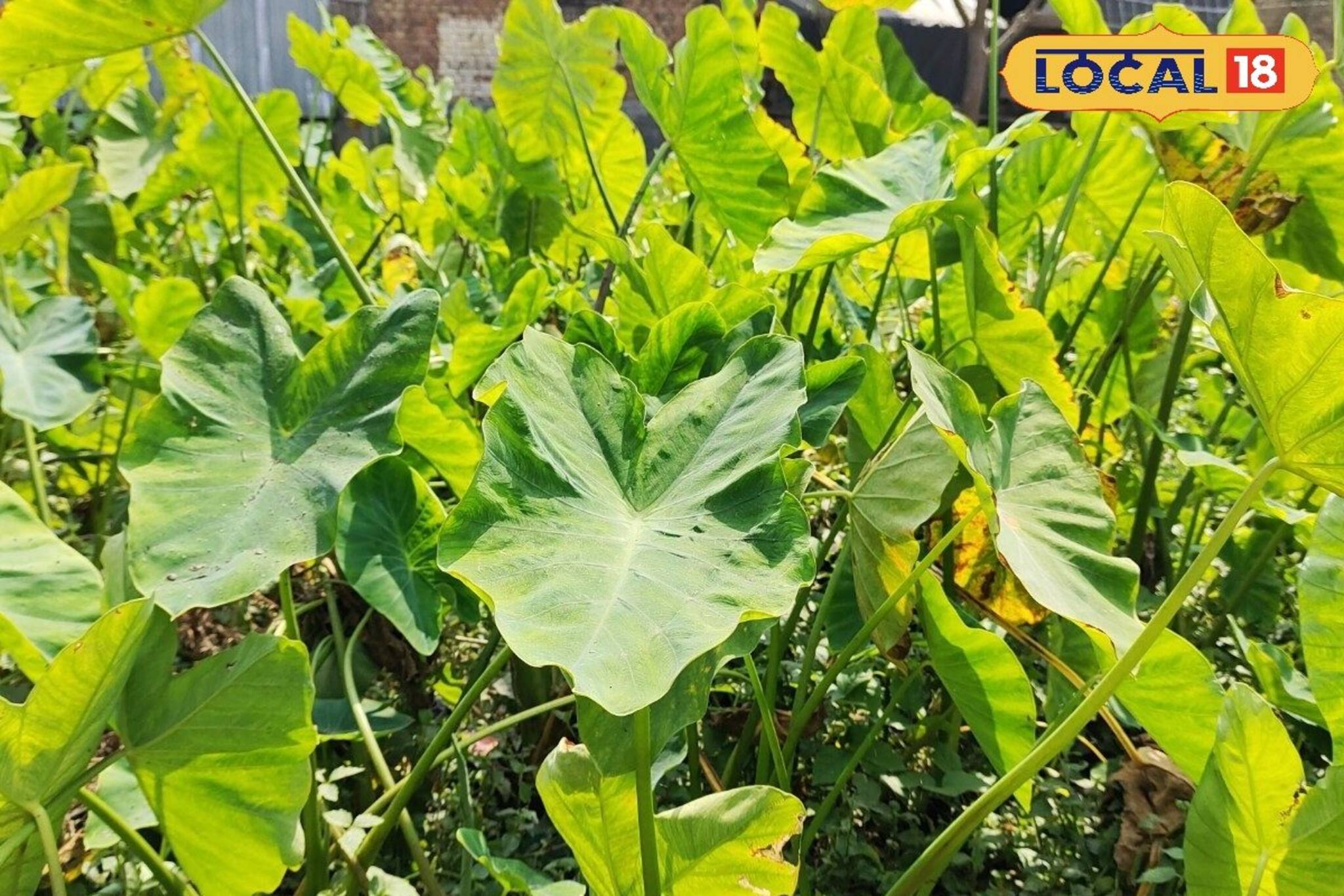 গতানুগতিক সবজি ছেড়ে 'এই' চাষ করে দ্বিগুন লাভ! আচমকাই বেড়েছে বাজারদর, চাষের পদ্ধতি জানুন এক নজরে