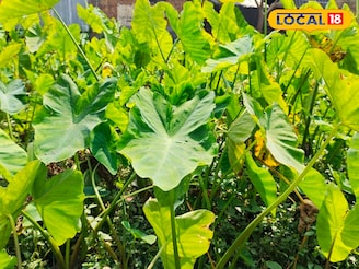 গতানুগতিক সবজি ছেড়ে 'এই' চাষ করে দ্বিগুন লাভ! আচমকাই বেড়েছে বাজারদর, চাষের পদ্ধতি জানুন