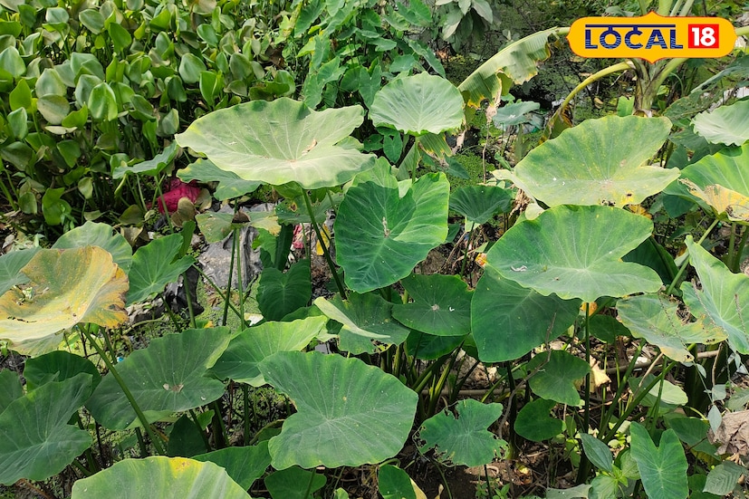 শুধু তাই নয় শারীরিক দুর্বলতা, কোষ্ঠকাঠিন্য, টাক, স্টোমাটাইটিস, পাইলস, লিভারের রোগ ইত্যাদির জন্য এর কোমল পাতা ব্যবহার হয়ে থাকে। তবে গ্রামবাংলায় প্রচুর পরিমাণে কচুর মূল এবং কোমল পাতা সবজি হিসেবে ব্যবহার করা হয়ে থাকে।(ছবি ও তথ্য: জিএম মোমিন)