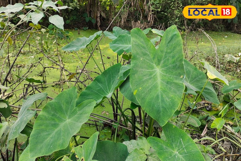 বন জঙ্গল, রাস্তাঘাট, বাড়ির আশেপাশে জলাভূমিতে জন্মানো এই বুনো কচু অবহেলা করেন অনেকে। যদিও এই বুনো কচু বিভিন্ন সবজির সঙ্গে তরকারি তৈরিতে দেখা দেয় বাঙালির রান্নাঘরে।(ছবি ও তথ্য: জিএম মোমিন) বন জঙ্গল, রাস্তাঘাট, বাড়ির আশেপাশে জলাভূমিতে জন্মানো এই বুনো কচু অবহেলা করেন অনেকে। যদিও এই বুনো কচু বিভিন্ন সবজির সঙ্গে তরকারি তৈরিতে দেখা দেয় বাঙালির রান্নাঘরে।(ছবি ও তথ্য: জিএম মোমিন)