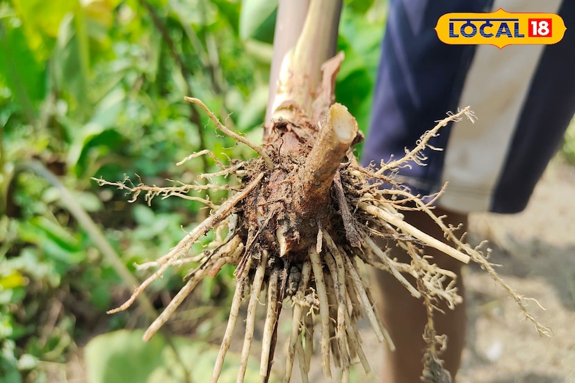মালদা জেলা কৃষি বিজ্ঞান কেন্দ্রের প্রধান দূশয়ান্ত কুমার রাঘব জানান, 