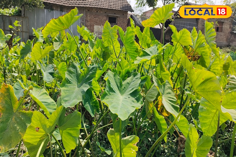 সাধারণত এই ফসল বা উদ্ভিদটি বন জঙ্গল বাড়ির আশেপাশে জলাভূমিতে জন্মায়। পাতার কাণ্ডের রস স্টিপটিক প্রকৃতির এবং কাটা ক্ষতস্থানে লাগালে রক্তপাত বন্ধ হয়। তবে এটির চাষ করলে খুব কম পরিমাণে ফলন হয়। তাই এর চাষাবাদ খুব লাভজনক নয় বলে জানান কৃষি বিশেষজ্ঞরা। যদিও বাজারে বিক্রি করলে ভাল দাম পাওয়া যায়।