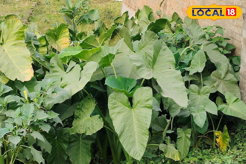 একাধিক প্রজাতির হয়ে থাকে কচু। অধিকাংশটাই মানুষের খাবার যোগ্য থাকে। চাষযোগ্য যেমন মুখীকচু, পানিকচু, দুধকচু, ওলকচু ইত্যাদি প্রজাতির কচু বাজারে বিক্রি হয়ে থাকে চড়া দামে। যদিও এই বুনো কচুর প্রজাতির মধ্যেই রয়েছে অনেকটি খাবার যোগ্য। এই প্রজাতিটি বন জঙ্গল রাস্তা ঘাটের জলাভূমিতে জন্মানোয় অবহেলা করেন অনেকেই।