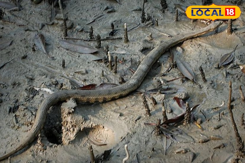 তাছাড়া সাধারণ এই সমস্ত সাপ সুন্দরবন এবং সংলগ্ন এলাকায় দেখতে পাওয়া যায়। আতঙ্কিত হওয়ার মতো কিছু নেই। এই সাপের ফণা নেই। এটি খুব চঞ্চল প্রকৃতির। ফলে ভয় বা আতঙ্কের কিছু নেই। একটু সাহস আর মনের জোর থাকলে এই ধরনের সাপ থেকে আতঙ্কিত হওয়ার সম্ভাবনা অনেক কম থাকে।