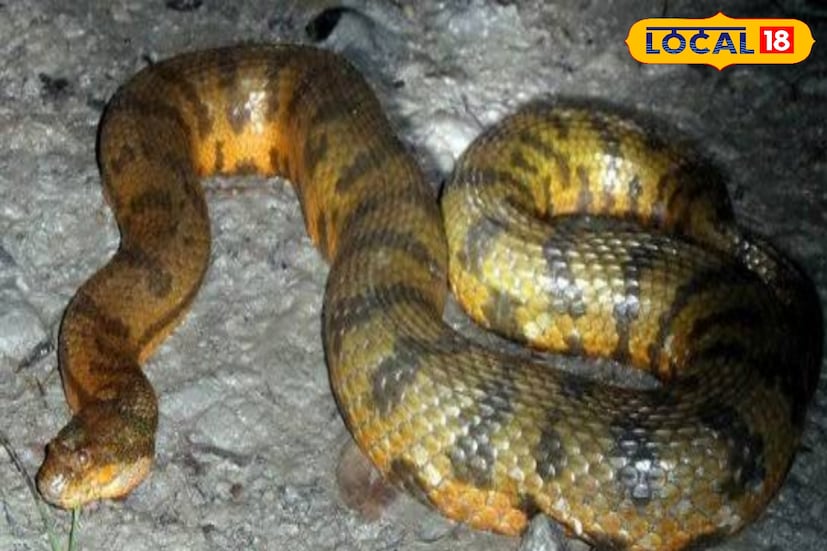 এই সাপ শিকারকে ধরে রাখে এবং কামড়ানোর পরে শিকারকে ছেড়ে দেয় না। বরং ধরে রাখে যতক্ষণ না সেটি মারা যায়। মূলত বোড়া বা ভাইপার নামটি বিভিন্ন বিষধর ও অবিষধর সাপকে বোঝাতে ব্যবহৃত হয়। তাই কোন সাপকে গেছো বোড়া হিসেবে দেখলে তার বিষধর হওয়া সম্পর্কে নিশ্চিত হওয়ার জন্য কোনো ঝুঁকি নেওয়া উচিত নয়। 