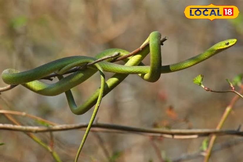 পরিবারের লোকজন আতঙ্কিত হয়ে পড়ে। এই বিষহীন সাপ সম্পর্কেে ক্যানিং মহকুমা হাসপাতালের সর্প বিশেষজ্ঞ চিকিৎসক ডাঃ সমরেন্দ্র নাথ রায় জানিয়েছেন, গেছো বোড়া সাধারণত একটি বিষহীন সাপ। সবুজ রঙের। গাছের উপর বসবাসকারী সাপকে বোঝায় যা বিভিন্ন প্রজাতি হতে পারে। এছাড়াও একে পিট ভাইপার সাপ বলা হয়ে থাকে বা সবুজ বোড়া বলা হয়।