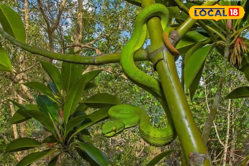 কয়েকদিন আগে প্রত্যন্ত সুন্দরবনের লাহিড়িপুরের বাসিন্দা বৃদ্ধ প্রভাস মন্ডল। তাঁর হাতে কামড় দেয় সবুজ রঙের লম্বা আকৃতির গেছো বোড়া সাপ। পরিবারের লোকজন তাঁকে চিকিয়ৎসার জন্য স্থানীয় সরকারী হাসপাতালে নিয়ে যায়। সেখান থেকে ক্যানিং মহকুমা হাসপাতালে নিয়ে আসেন পরিবারের সদস্যরা। 